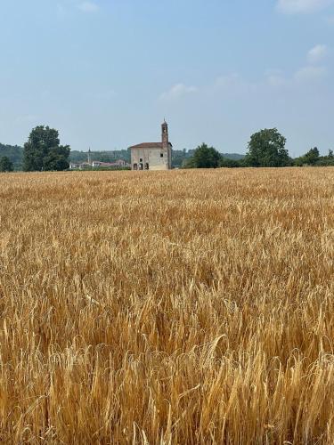a field of wheat with a barn in the background at La casa di Noah in Bene Vagienna