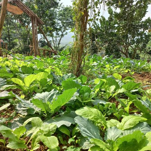 a field of green plants with trees in the background at Thanh Xuân Ecolodge in Ðào Lãng