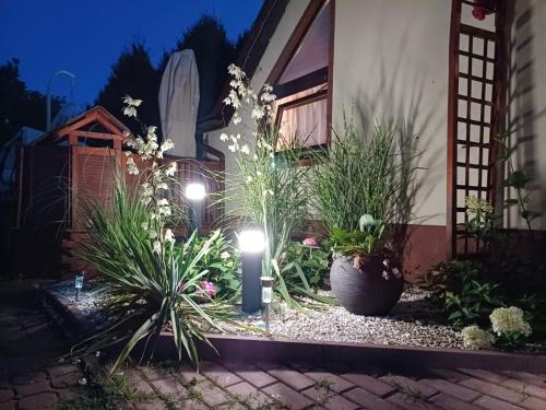 a garden with plants and lights in front of a house at O.W. Blue Cafe in Krościenko