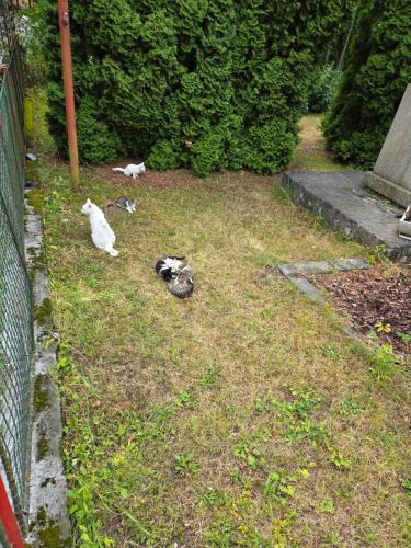 two cats laying in the grass next to a fence at Pension St. Maria in Staré Hory