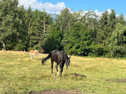 a black horse and a brown horse in a field at Apartment Eichhof in Innsbruck