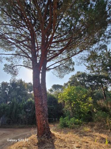 a tree in the middle of a field at Villa Le Pin in Rognes