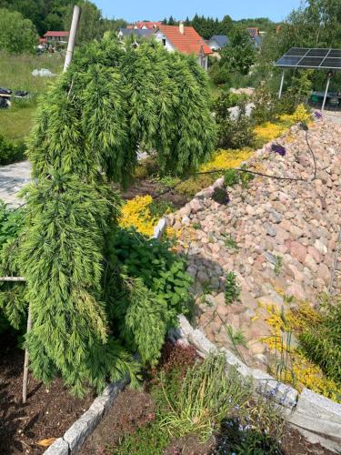 a garden with a bunch of green plants at Albatrosa 17 - apartament nr 4 in Rewal