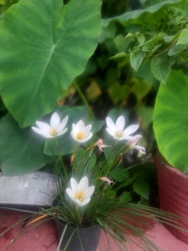 a group of white flowers in a plant at Sukoon.Homestay in Rājpur