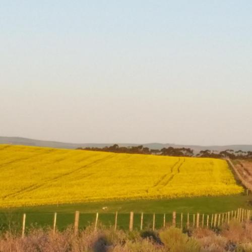 a field of yellow rapeseed with a fence at Inhoek farm Arniston in Arniston