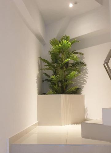 a green plant sitting in a white wall at Kim Penthouse Apartment in Agia Galini