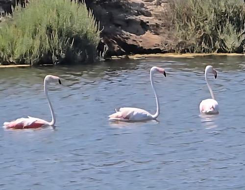 three flamingos swimming in a body of water at Tenuta Feraxi - Private Paradise in San Priamo