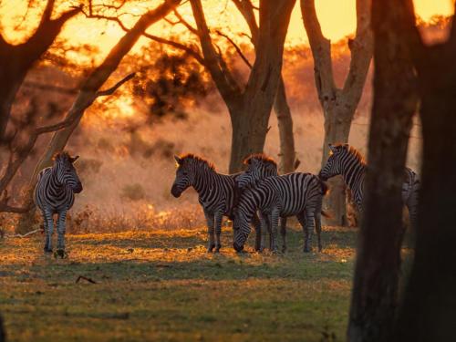 a group of zebras standing in a field at AfriCamps at Bonamanzi Game Reserve in Hluhluwe
