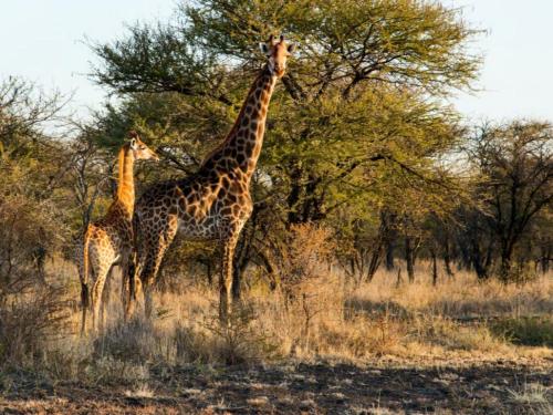 two giraffes standing next to each other in a field at Witgatboom Boskamp in Naboomspruit