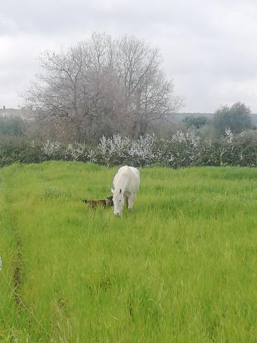 a white cow grazing in a field of grass at Le Grotte di Sileno in Castellaneta