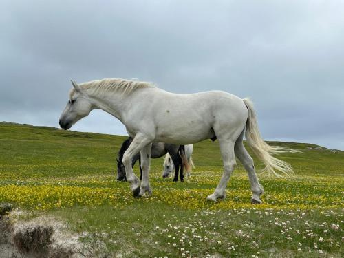 a white horse standing in a field of flowers at Grianán in Ballyconneely