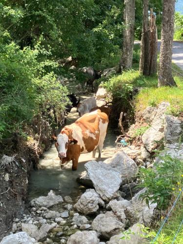 a brown and white cow standing in a stream of water at Tuscany Nature Relax in Pieve Santo Stefano