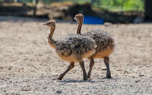 two ostriches walking on a dirt field at Tierpark Entdeckerhäuser in Wagenfeld
