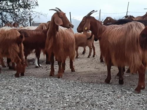 Animales en el bed & breakfast o alrededores