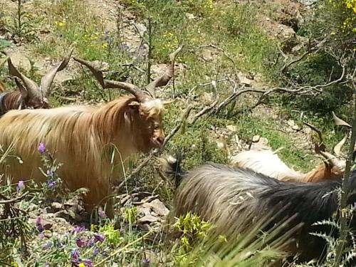 Animales en el bed & breakfast o alrededores