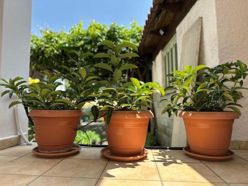 Κήπος έξω από το Villia home