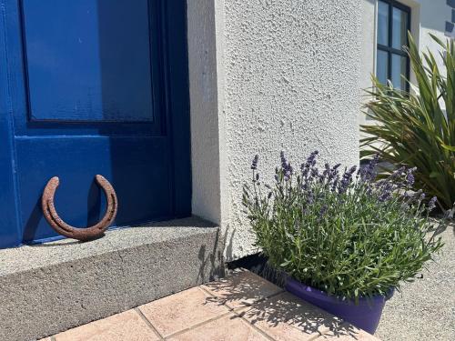 a blue door with a pot of flowers next to a plant at Grianán in Ballyconneely