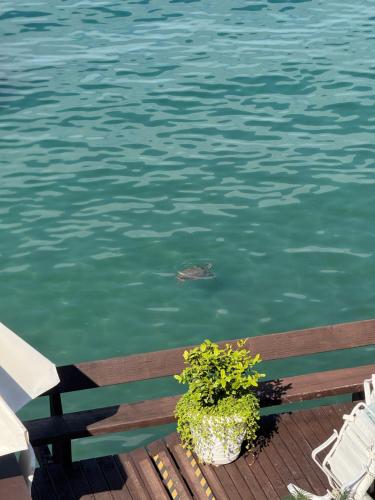a turtle swimming in the water next to a bench at Pousada Casa do Bicho Preguiça in Angra dos Reis