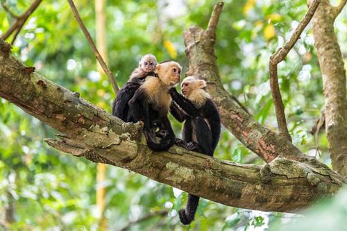 a group of monkeys sitting on a tree branch at Seis Playas Hotel in Tamarindo