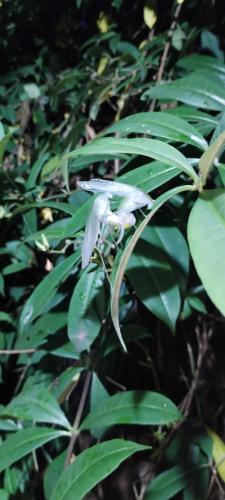 a butterfly sitting on a plant with green leaves at Mirador Jungle El Macuti in Rurrenabaque