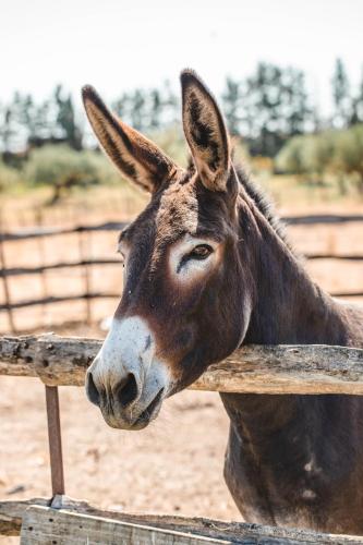 a brown horse looking over a wooden fence at Donnastella in Guardavalle