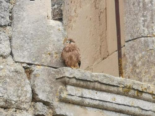 a bird sitting on the ledge of a building at Maison la tour in Néré
