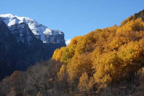 a mountain covered in trees and snow at Hôtel Restaurant Gîtes Les 5 Saisons in Freissinieres