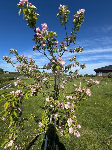 a small tree with pink flowers in a field at Harmony Resort & Spa in Padumble
