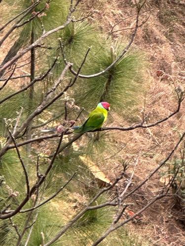a green bird sitting on a tree branch at Mountain View l 1BHK,2BHK,3BHK,4BHK,10BHK l Sitting Area Availbale by Night Sky in Kasauli