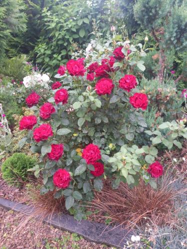 a bed of red roses in a garden at Dom gościnny u Krupów in Polańczyk
