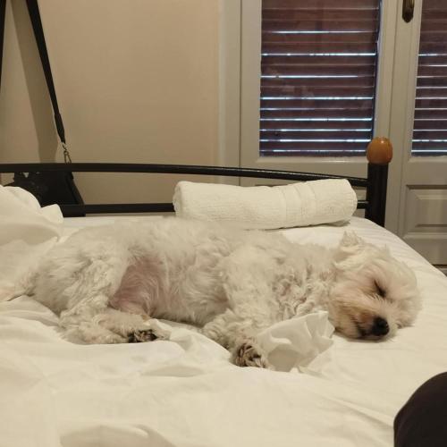 a white dog laying on top of a bed at Themis - Θέμις Apart Hotel in Loutra Edipsou