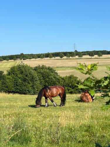 two horses grazing in a field of grass at Landhaus AUSZEIT in Borod