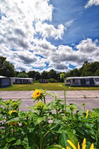 a yellow flower in front of a parking lot at Camping de Betovering in Zeewolde