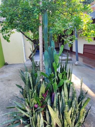 a cactus plant in a garden next to a building at El Sol Hostel in León