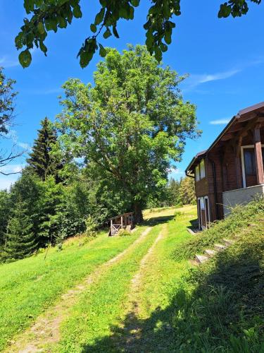 an old barn on a grassy hill next to a tree at Horska chata Kristynka in Kořenov