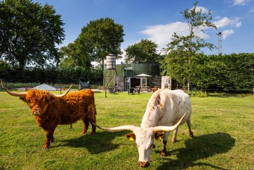 two cows with horns standing in a field at Bed&Bbq Longhornranch in Akersloot