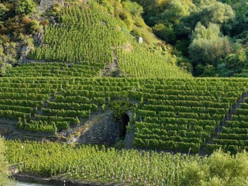 a vineyard on a hill with a tunnel in it at Jünkerath Romantic Garden Stay in Jünkerath
