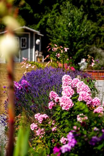 a garden with pink and purple flowers and a house at Ferienwohnung 70qm - Natur, Fitness & SUP am Fluss in Damm