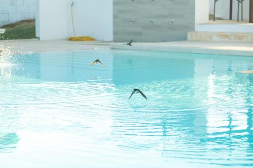 two birds flying over a pool of water at Boomerang Village in Torre Colimena