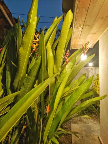 a plant with green leaves next to a building at Moon Bay in Mirissa