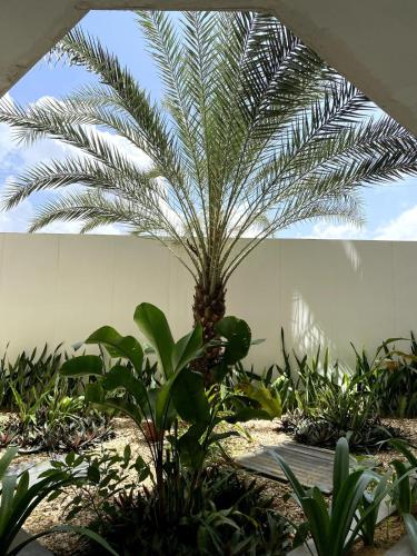 a palm tree in a garden with plants at El Yaque Flow Beach, tu apartamento de playa in El Yaque