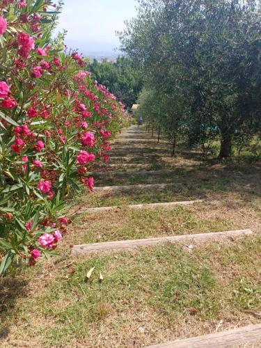 Zahrada ubytování Casa vacanze Castellara