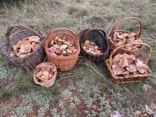 four baskets of mushrooms sitting on the grass at Hostal Paquita in Allepuz
