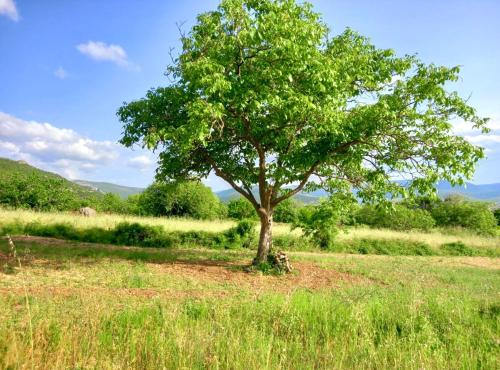 a tree in the middle of a field at Suncrest in Mostar