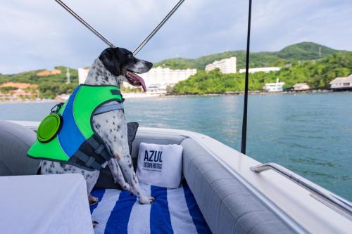 a dog in a life vest sitting on a boat at Azul Ixtapa All Inclusive Resort in Ixtapa