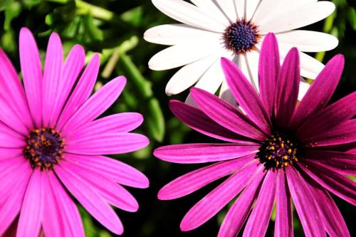three pink and white flowers in a garden at Quaint & Peaceful Barcelos Villa 3 Bedrooms Villa Mycenaean Private Pool & Large Garden North Portugal in Barcelos