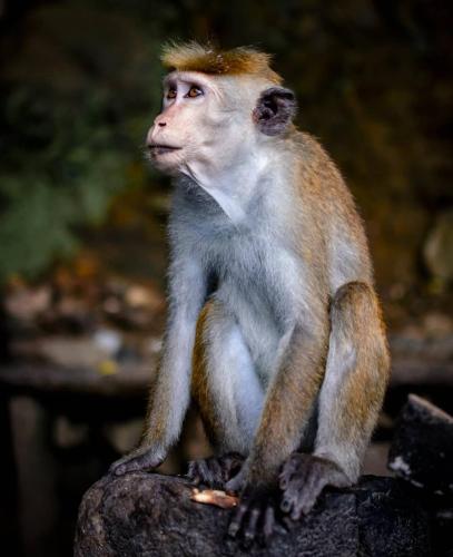 ホテルの敷地内または近くにいる動物