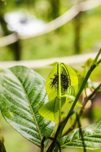 a small yellow flower with a black insect on it at Los Domos Panamá Aire in Alto del Mamey