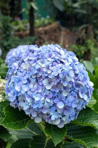 a close up of a blue hydrangea at Los Domos Panamá Aire in Alto del Mamey