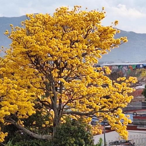 a yellow tree with yellow flowers on it at Apartamento Céntrico con Vista in Heredia